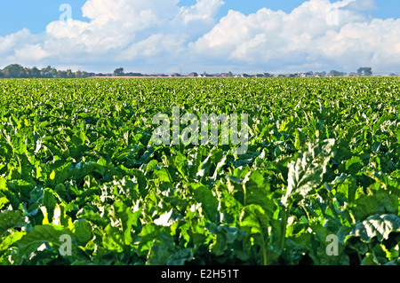 Großen Bereich der Zuckerrüben in ländlichen zentralen Colorado. Stockfoto