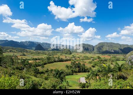 Provinz von Kuba Pinar del Rio Vinales Vinales Tal als Weltkulturerbe der UNESCO Tabakfeldern und Mogotes Teil des Gebirges Guaniguanico aufgeführt Stockfoto