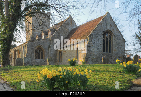 Die Kirche von St. Peter Umgeben von den Frühlings-Blühenden Daffodils in Pebworth, Worcestershire, Den Cotswolds, England, Großbritannien Stockfoto