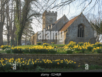 Die Kirche von St. Peter Umgeben von den Frühlings-Blühenden Daffodils in Pebworth, Worcestershire, Den Cotswolds, England, Großbritannien Stockfoto