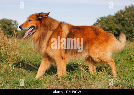 Collie Mischling Stockfoto