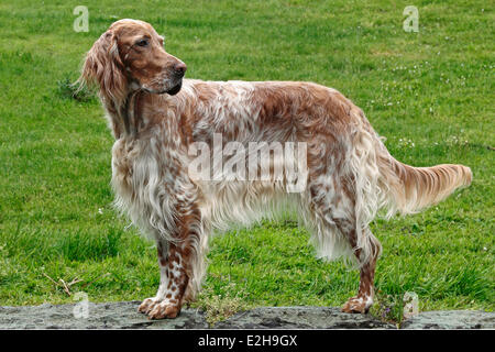 Englisch Setter in orange belton Stockfoto