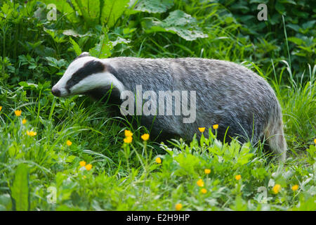 Europäischer Dachs (Meles Meles), Gefangenschaft, Niedersachsen, Deutschland Stockfoto