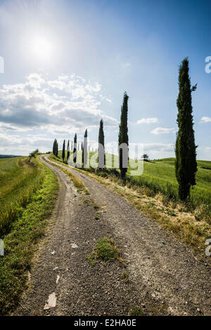 Mittelmeer-Zypressen (Cupressus Sempervirens) und dem Schmutz verfolgen, Val d ' Orcia, in der Nähe von Buonconvento, Provinz Siena, Toskana Stockfoto