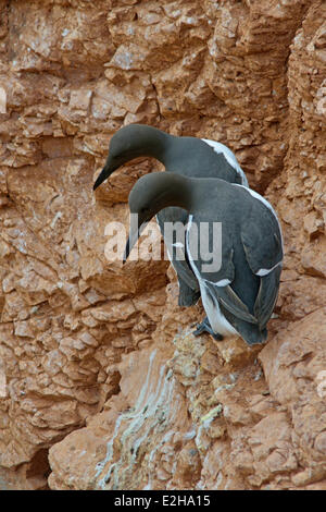 Gemeinsamen wärmeren oder gemeinsame Trottellumme (Uria Aalge), Helgoland, Schleswig-Holstein, Deutschland Stockfoto