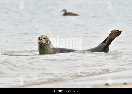 Gemeinsame Siegel oder Seehund (Phoca Vitulina), Helgoland, Schleswig-Holstein, Deutschland Stockfoto