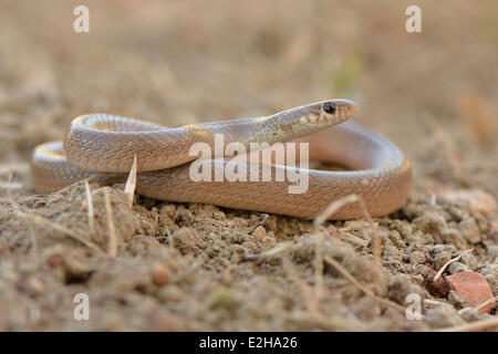 Unter der Leitung von Ring Zwerg Schlange (Eirenis Modestus), Erwachsene, Lykien, Türkei Stockfoto