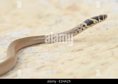 Unter der Leitung von Ring Zwerg Schlange (Eirenis Modestus), juvenile, Lykien, Türkei Stockfoto