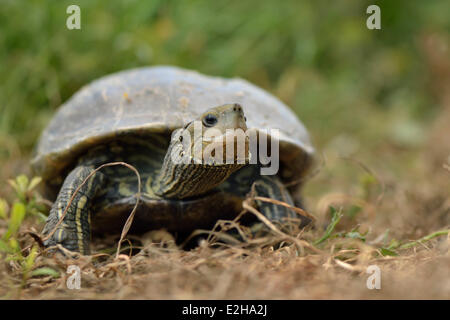 Ausgewachsenen Western Kaspischen Schildkröte (Mauremys Rivulata), Lykien, Türkei Stockfoto