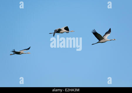 Kraniche (Grus Grus) im Flug, zwei Jugendliche und ein Altvogel, Mecklenburg-Western Pomerania, Deutschland Stockfoto