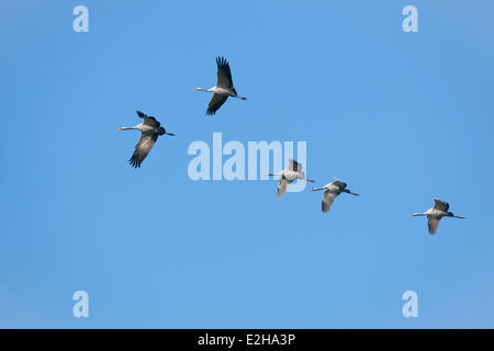 Kraniche (Grus Grus) im Flug, Mecklenburg-Western Pomerania, Deutschland Stockfoto