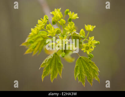 Spitz-Ahorn (Acer Platanoides), blühend, Thüringen, Deutschland Stockfoto