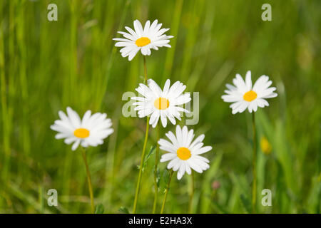 Ochsen-Auge Margeriten (Leucanthemum Vulgare), Blumen, Thüringen, Deutschland Stockfoto