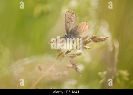 Gemeinsamen blau (Polyommatus Icarus), Thüringen, Deutschland Stockfoto