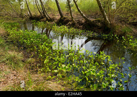 Moor Arum (Calla Palustris), Blätter, großen Moor Naturschutzgebiet, Niedersachsen, Deutschland Stockfoto