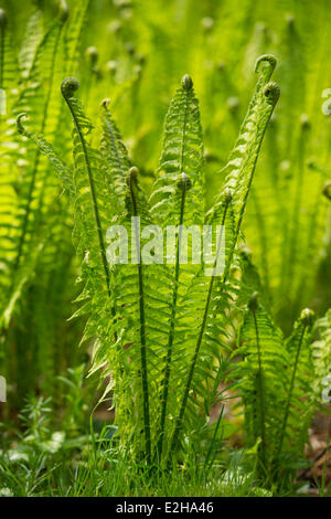 Wurmfarn (Dryopteris Filix-Mas), großen Moor Naturschutzgebiet, Niedersachsen, Deutschland Stockfoto