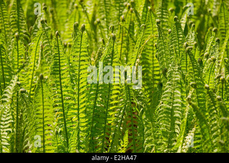 Wurmfarn (Dryopteris Filix-Mas), großen Moor Naturschutzgebiet, Niedersachsen, Deutschland Stockfoto