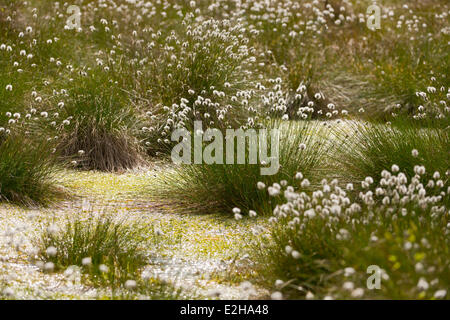 Grasbüschel Wollgras (Wollgras Vaginatum), Samen Köpfe, Naturschutzgebiet Schweimker Moor, Niedersachsen, Deutschland Stockfoto