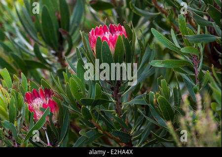 Protea (Protea Repens), Südafrika Stockfoto