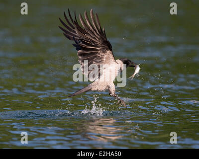 AAS-Krähe (Corvus Corone), mit Kapuze Krähe Morph, Mecklenburg-Western Pomerania, Deutschland Stockfoto