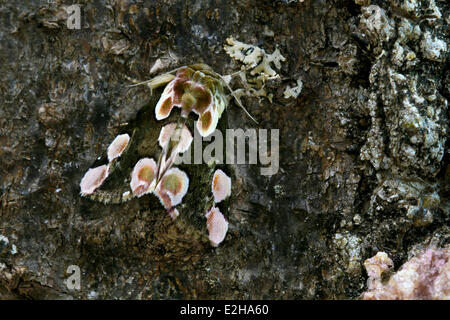 Pfirsichblüte (Thyatira Batis), Tarnung, Upper Bavaria, Bavaria, Germany Stockfoto