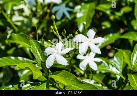 Windrad Blumen (Tabernaemontana Divaricata), weiße Blüten, Tamil Nadu, Indien Stockfoto