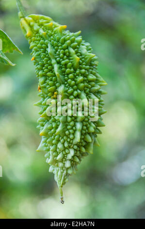 Bitter Melone (Momordica Charantia), Gewürzgarten, Kumily, Kerala, Indien Stockfoto