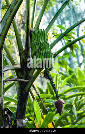 Bananenbaum, Bananen (Musa Paradisiaca), Gewürzgarten, Kumily, Kerala, Indien Stockfoto