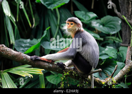 Douc Languren oder rot Schaft-Douc (Pygathrix Nemaeus), Erwachsene, auf Baum, Asien Stockfoto