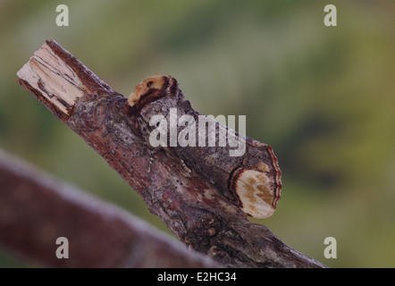 Buff Tipp Moth - Phalera bucephala Stockfoto