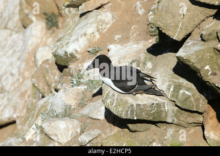 Ein Tordalk Vogel sitzt auf einem Felsen. Bild der Natur und Tierwelt auf den Saltee Inseln in Wexford, Irland. Stockfoto