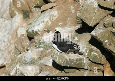 Ein Tordalk Vogel sitzt auf einem Felsen. Bild der Natur und Tierwelt auf den Saltee Inseln in Wexford, Irland. Stockfoto