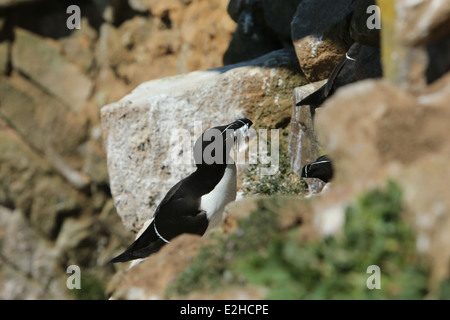 Ein Tordalk (Alca Torda) mit Fisch im Maul auf Great Saltee Island in Wexford, Irland. Stockfoto