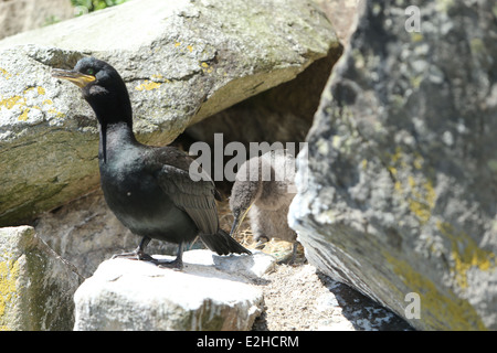 Ein Kormoran mit Küken auf den Saltee Inseln in Wexford, Irland. Stockfoto