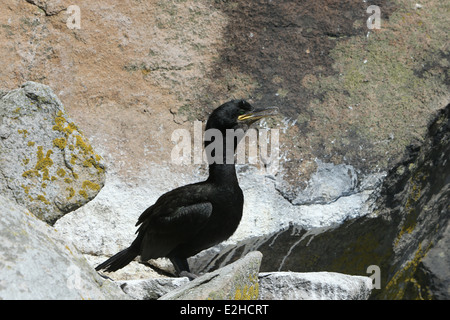 Ein Kormoran auf den Saltee Inseln in Wexford, Irland. Stockfoto