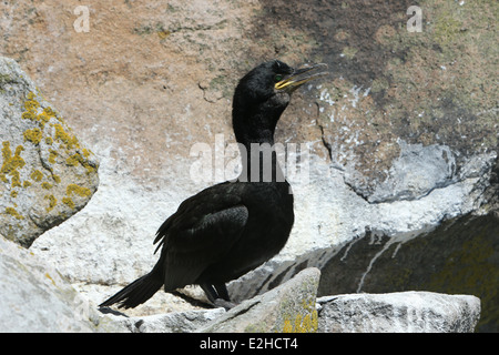 Ein Kormoran auf den Saltee Inseln in Wexford, Irland. Stockfoto