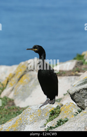 Ein Kormoran auf den Saltee Inseln in Wexford, Irland. Stockfoto