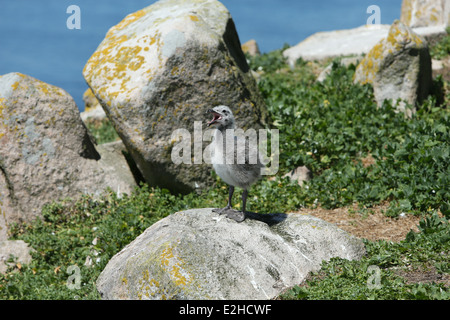 Ein schwarzer gesicherten Möwe Küken auf den Saltee Inseln in Wexford, Irland. Stockfoto