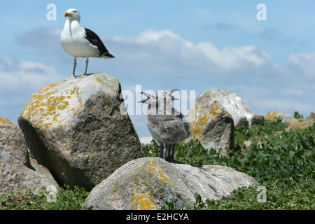 Bild der Natur und Tierwelt auf den Saltee Inseln in Wexford, Irland. Stockfoto