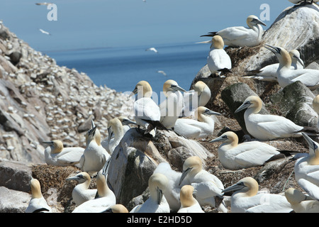 Bild von einem Tölpelkolonie am Great Saltee Island in Wexford, Irland. Stockfoto