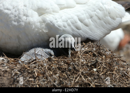 Ein Basstölpel (Morus Bassanus) Küken in einem Nest an der Great Saltee Island in Wexford, Irland. Stockfoto