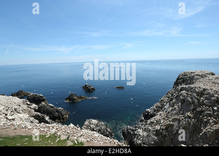 Ein Blick auf die Keltische See von Great Saltee Island in Wexford, Irland. Stockfoto