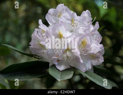 Weißen Rhododendren blühen Stockfoto