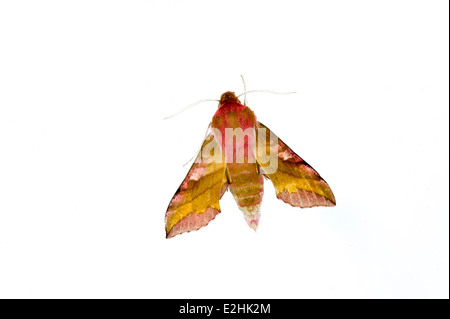 Kleine Elefanten Hawkmoth - Deilephila Porcellus auf weißem Hintergrund Stockfoto