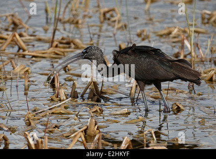 Sichler (Plegadis Falcinellus) Fütterung Stockfoto