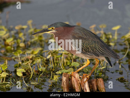 Grün-Heron (Butorides Virescens) thront auf verwittertem Holz stumpf Stockfoto