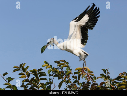 Holz-Storch (Mycteria Americana) während des Fluges mit Verschachtelung material Stockfoto