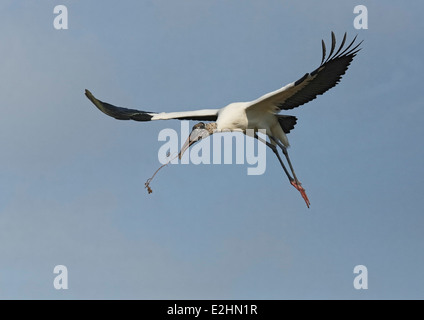 Holz-Storch (Mycteria Americana) während des Fluges mit Verschachtelung material Stockfoto