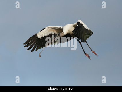 Holz-Storch (Mycteria Americana) während des Fluges mit Verschachtelung material Stockfoto