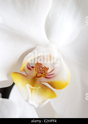 Orchidee, extreme Nahaufnahme Stockfoto